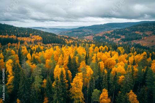 Aerial view of a dense forest in autumn, showcasing a sea of golden-hued trees. The overcast sky highlights the vibrant fall colors sprawling across the rolling hills. © Ilia