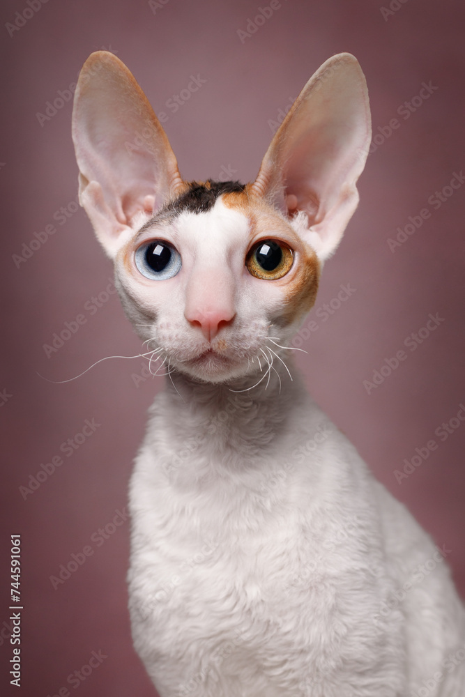 cornish rex with different eyes cat on pink background