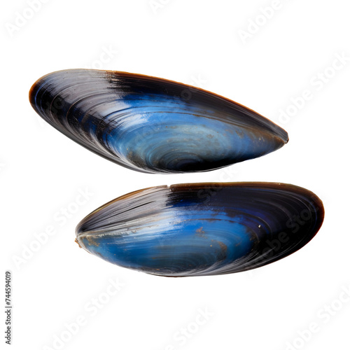Common blue mussel isolated on white background