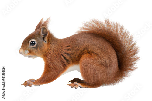 Red squirrel full body, side view, isolated on a transparent background photo