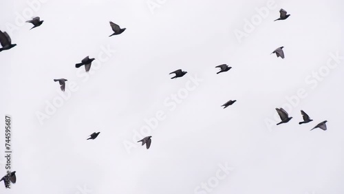 Pigeon Flock in Flight. Many birds on background cloudy sky. Slow Motion
