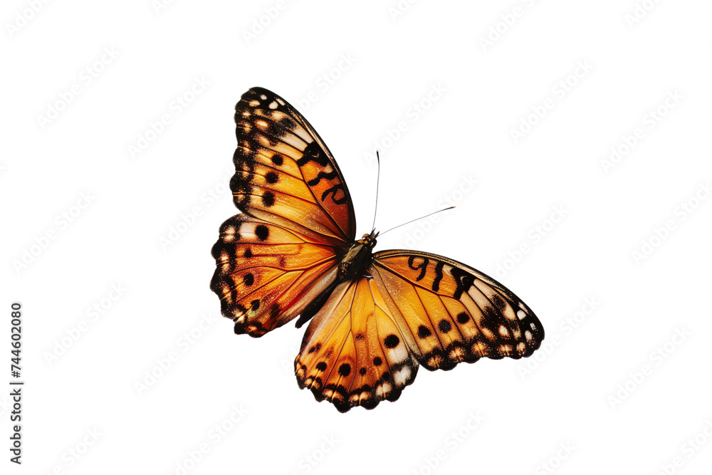 Butterfly transparent background, PNG, Flying butterfly Butterfly transparent background, PNG, Flying butterfly