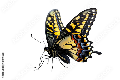 Butterfly transparent background, PNG, Standing colorful butterfly © jirayut