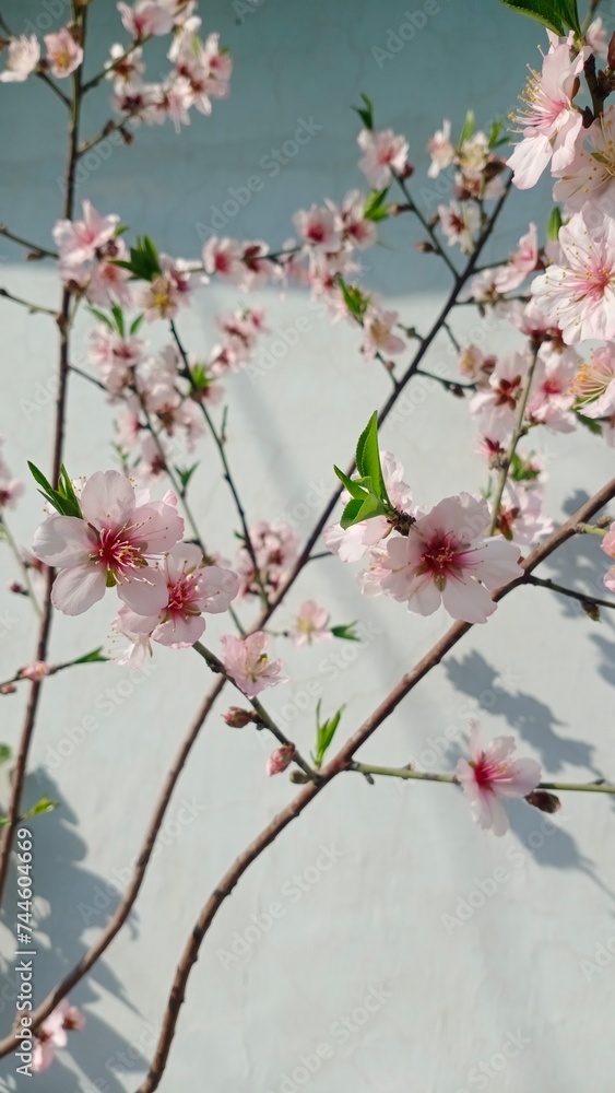 Bountiful Almond Blooms Basking in Warm Sunlight Bountiful Almond Blooms Basking in Warm Sunlight