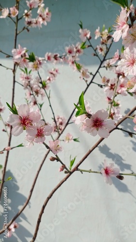 Bountiful Almond Blooms Basking in Warm Sunlight