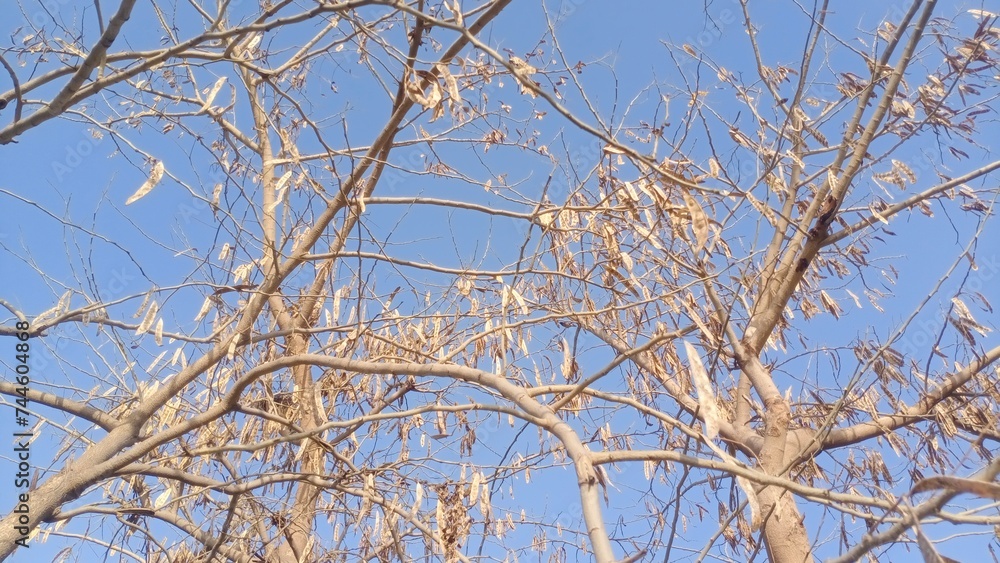 Upward View of Leafless Tree Branches in Daylight Upward View of Leafless Tree Branches in Daylight