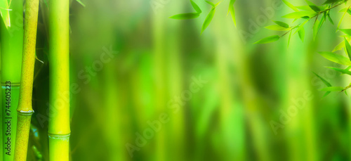 Fototapeta Naklejka Na Ścianę i Meble -  abstract bamboo garden background, frame from bamboo stems and leaves on blurred green background with copy space, sunny nature idyll for spa, vacation, travel and cosmetics