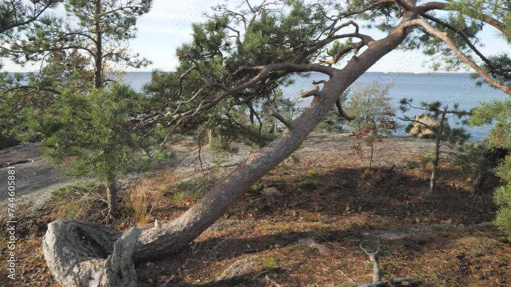 The fallen birch tree on the forest with the roots crawling on the ground with the view of the sea across The fallen birch tree on the forest with the roots crawling on the ground with the view of the sea across