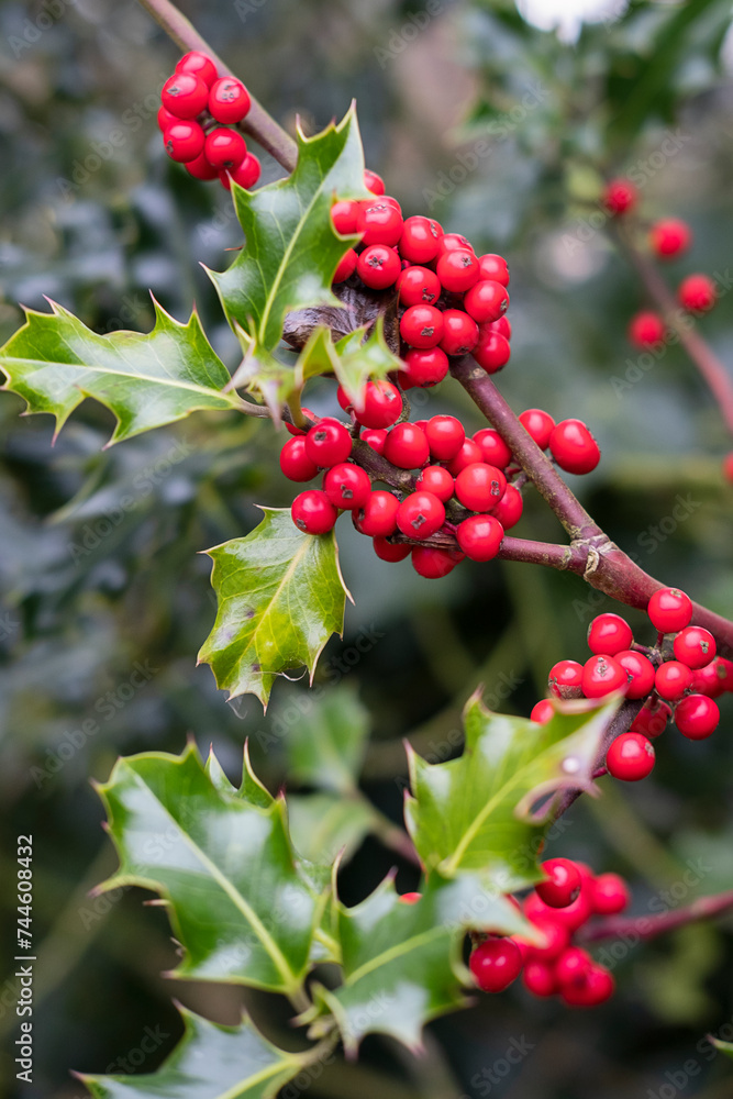 Striking holly plant also known as llex aquifolium, featuring bright red berries and spiky, waxy leaves, commonly associated with Christmas season due to its evergreen nature and festive appearance Striking holly plant also known as llex aquifolium, featuring bright red berries and spiky, waxy leaves, commonly associated with Christmas season due to its evergreen nature and festive appearance