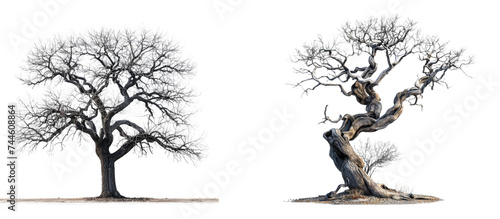 dry dead tree isolated on transparent background, element remove background, element for design