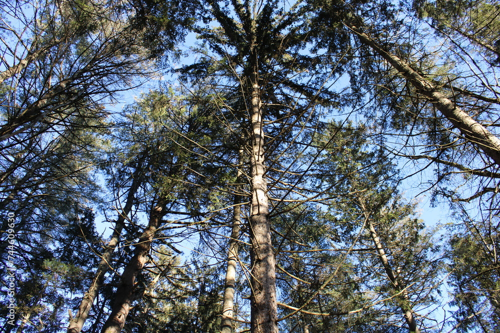 Fototapeta premium trees in the forest
