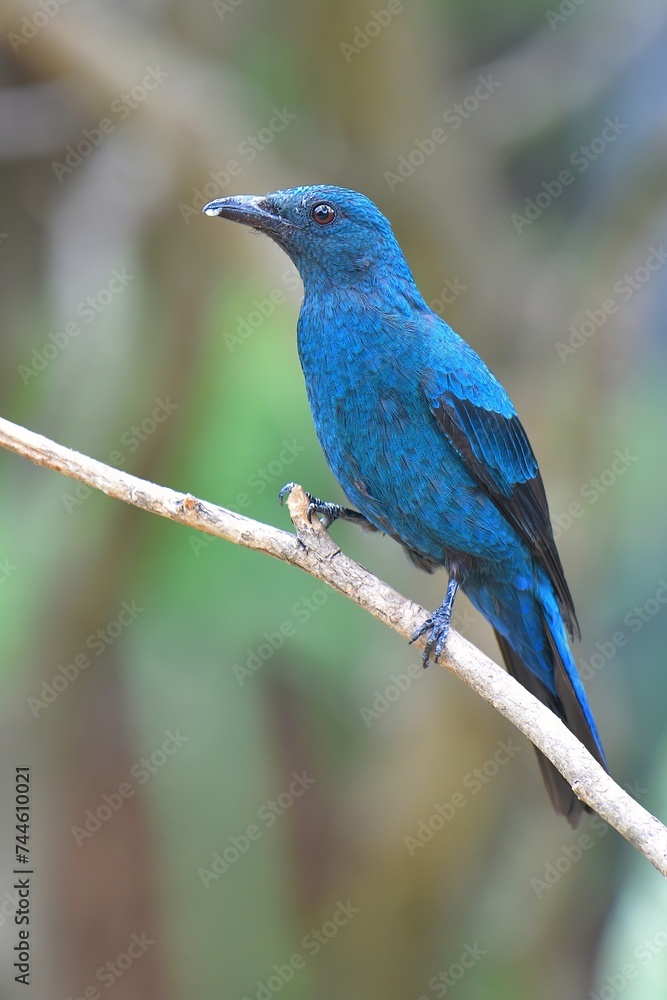 Asian Fairy Bluebird (Irena puella) from Thailand
