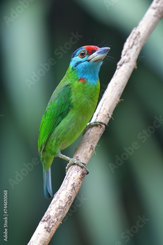 Blue-throated Barbet Bird (Megalaima asiatica) from Thailand