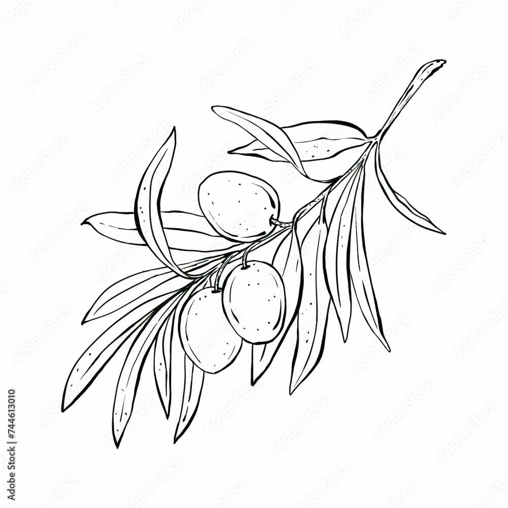 Silhouette of olive branch. Isolate branch, botanical illustration. Symbol of peace. Hand drawn illustration on white background in sketch style