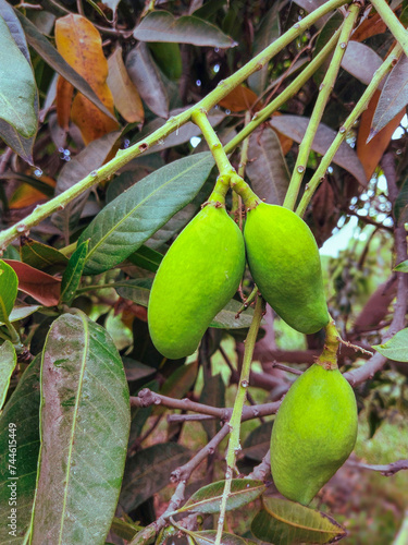 Green mangoes hanging on the tree branch mango fruit unripe organic rawmango closeup image stock photo 