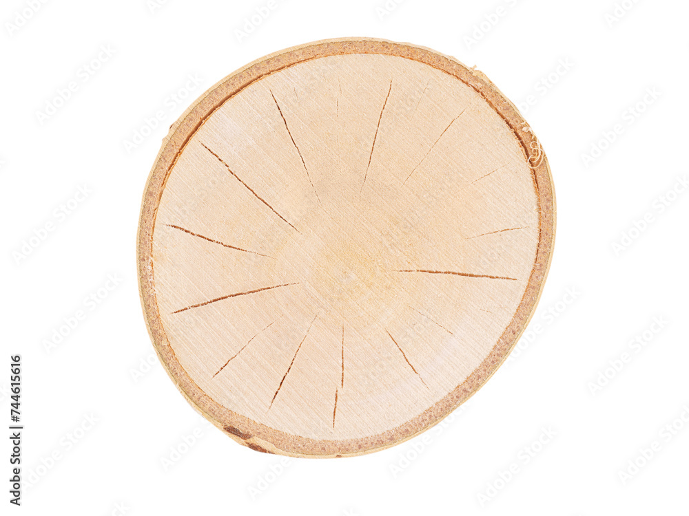 Birch tree cut close up isolated with transparency