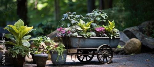 Using an old mine cart, various decorative plants, including Creeping Charlie, are arranged as flower pots. photo