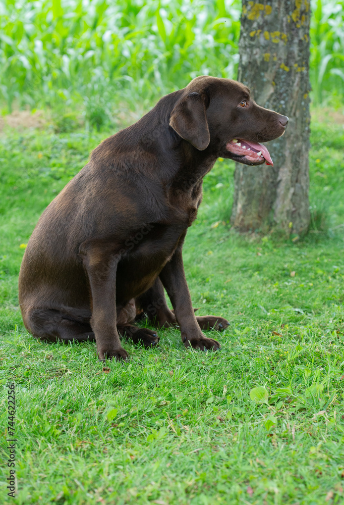 Porträt eines braunen Labrador Retriever im Garten Porträt eines braunen Labrador Retriever im Garten