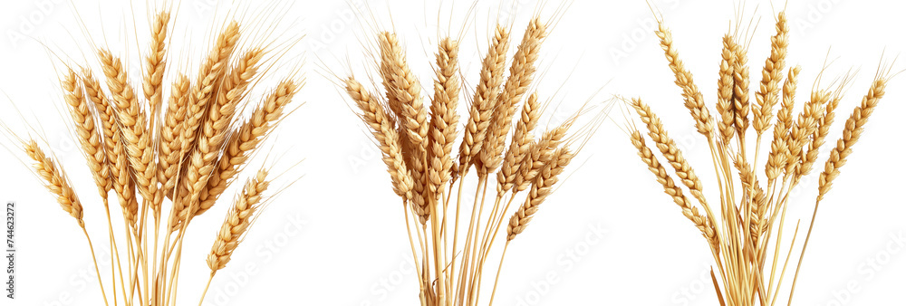 Fototapeta premium ears of wheat on a white background
