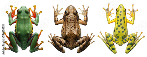 Collection of exotic frogs. View from above. Isolated on a transparent background. photo