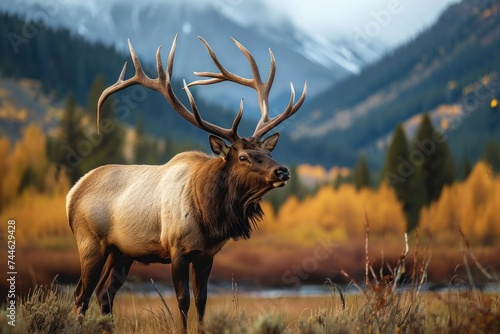 Solitary bull elk with impressive antlers standing in an autumnal grassland with mountain backdrop at twilight, Generative AI