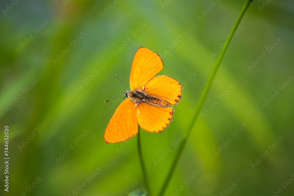 Obraz premium A male Large copper butterfly (Lycaena dispar) on a wild flower.