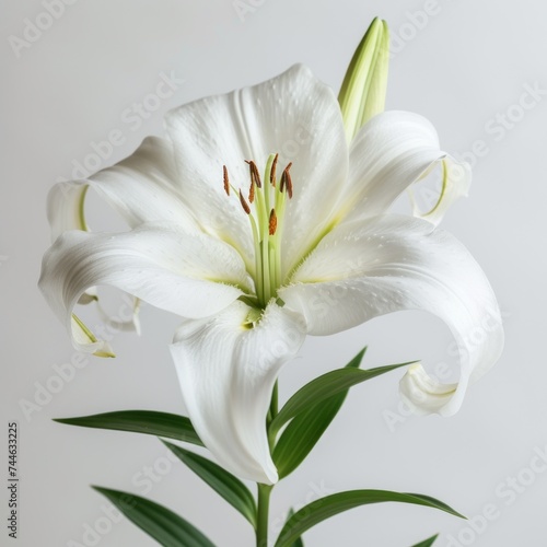 Lilly flower Isolated on white background