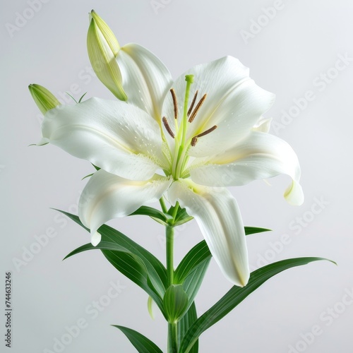 Lilly flower Isolated on white background