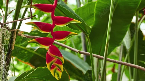 Heliconia rostrata (hanging lobster claw or false bird of paradise) photo