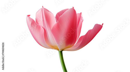 Pink Tulip flower. isolated on transparent background