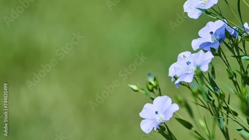 Linum narbonense is flowering plant in family Linaceae photo