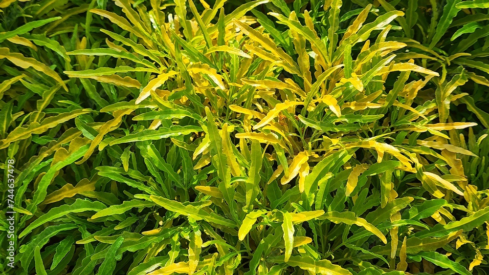 a close up of a plant with yellow leaves