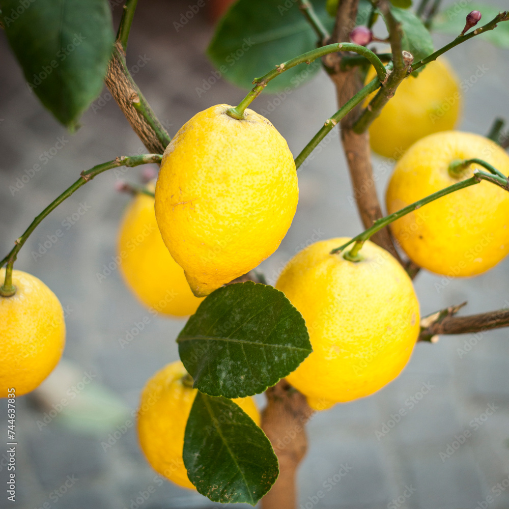 Golden Harvest: Fresh Lemons on the Branch