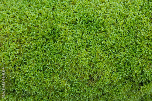 full frame moss texture, hypnum moss covering photo
