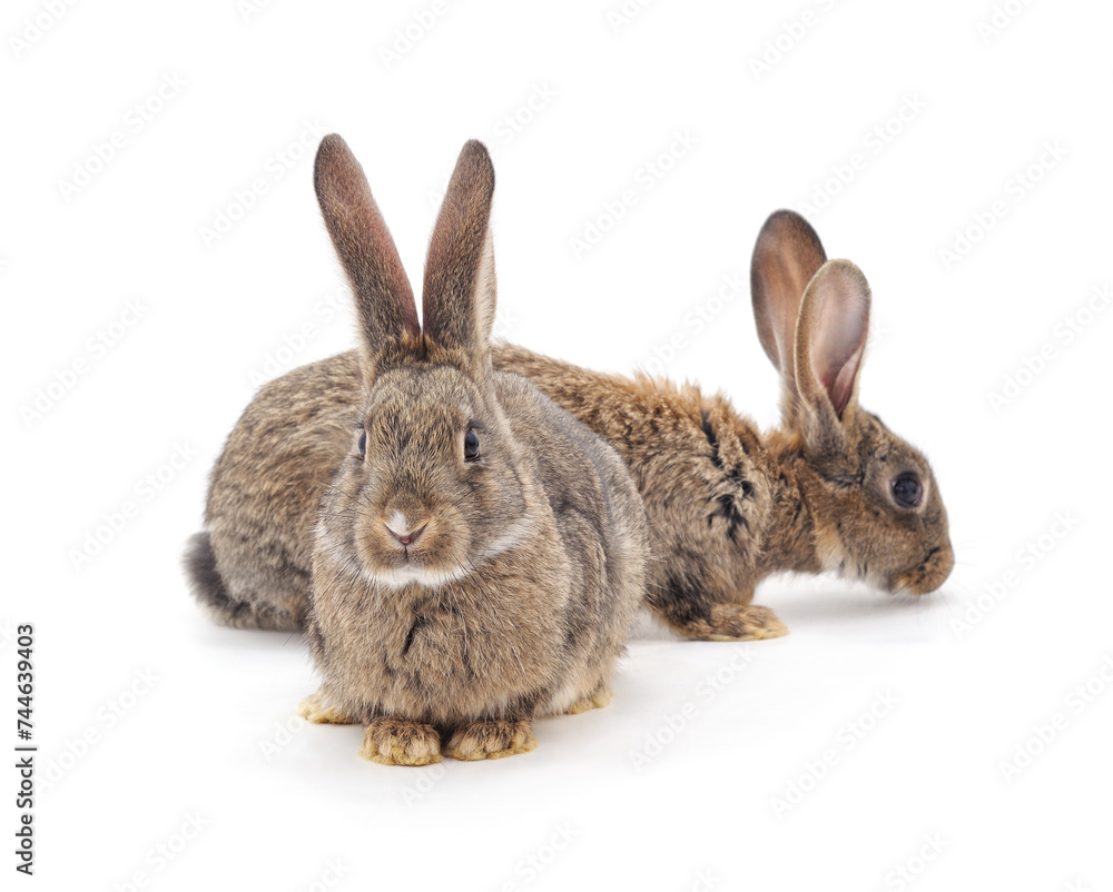 Obraz premium Sitting gray rabbit.
