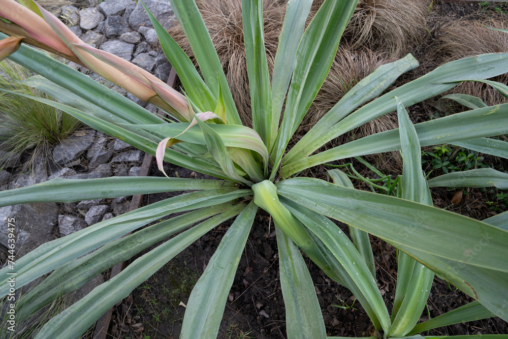 Top view of Beschorneria yuccoides, also known as Mexican Lily, green leaves foliage, growing in the plant bed in the garden. Top view of Beschorneria yuccoides, also known as Mexican Lily, green leaves foliage, growing in the plant bed in the garden.
