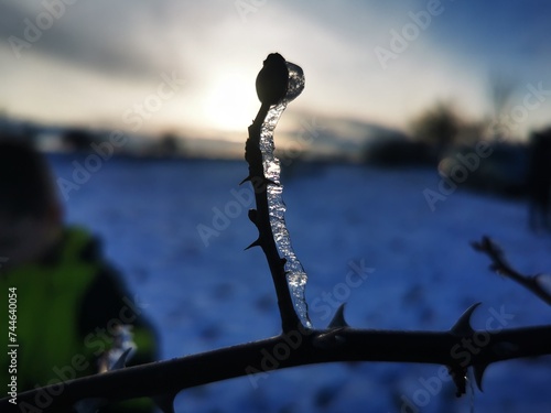 Frozen plant branches with icicles and winter sunset in background