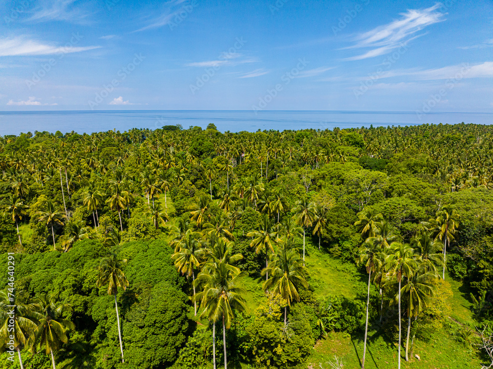 Drone view of coconut trees in tropical island. Mindanao, Philippines.