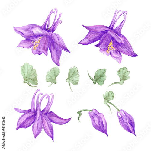 Hand drawn watercolor purple aquilegia flowers isolated on white background. Can be used for cards, label, scrapbook and other printed products.