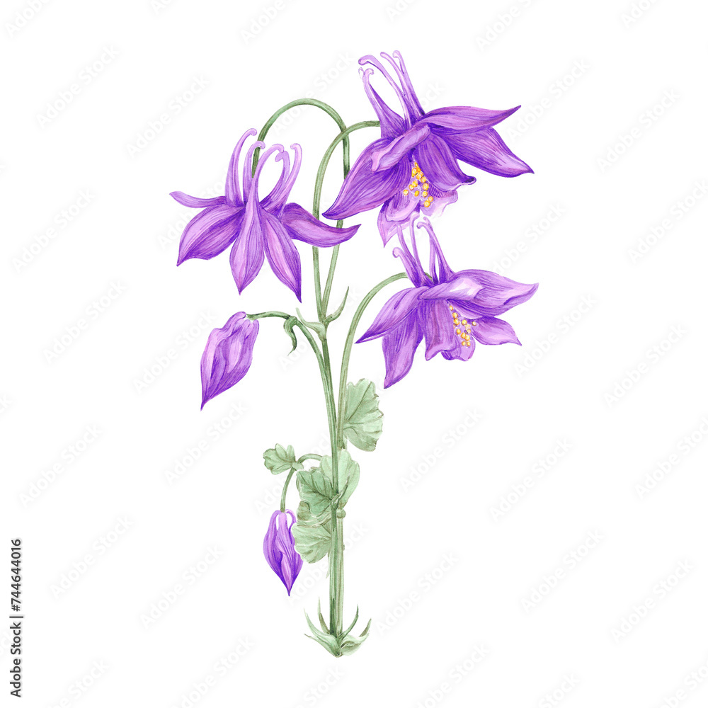 Hand drawn watercolor purple aquilegia flowers bouquet isolated on white background. Can be used for cards, label, scrapbook and other printed products. Hand drawn watercolor purple aquilegia flowers bouquet isolated on white background. Can be used for cards, label, scrapbook and other printed products.
