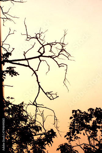 silhouette of a tree