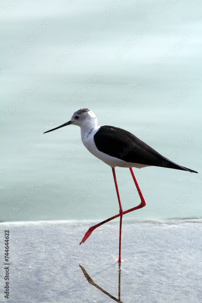 Obraz premium Black-winged stilt