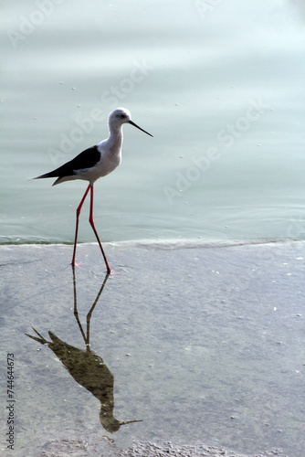 Black-winged stilt