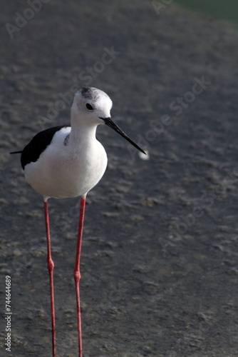 Black-winged stilt eating food
