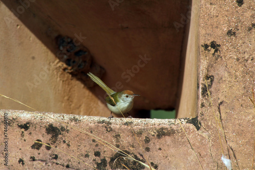 bird on a fence