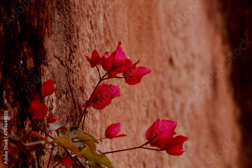 red leaves on a wooden background