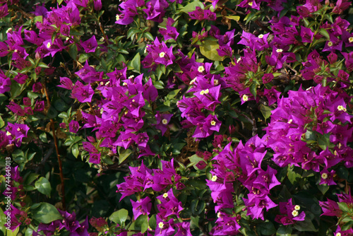 Pink flowers in the garden