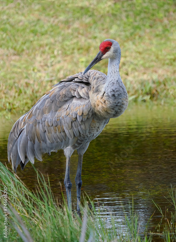 A Close-up Image of a Sandhill Crane Standing in a Fresh Water Pool