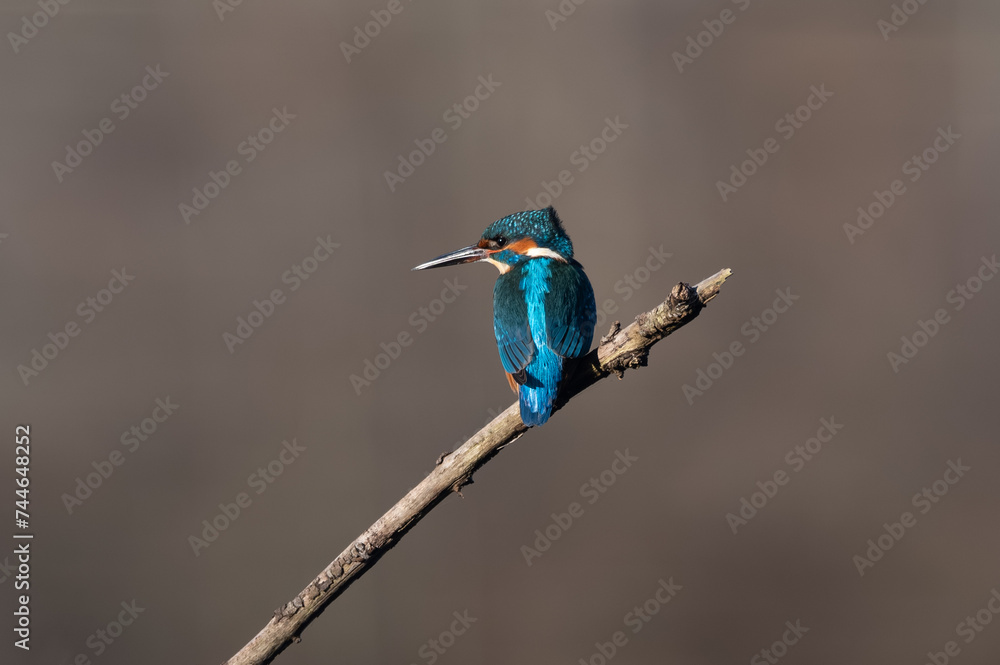 Alcedo atthis - Common kingfisher - Eurasian kingfisher - River kingfisher - Martin-pêcheur d'Europe Alcedo atthis - Common kingfisher - Eurasian kingfisher - River kingfisher - Martin-pêcheur d'Europe