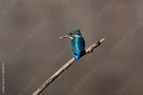 Alcedo atthis - Common kingfisher - Eurasian kingfisher - River kingfisher - Martin-pêcheur d'Europe © Thomas